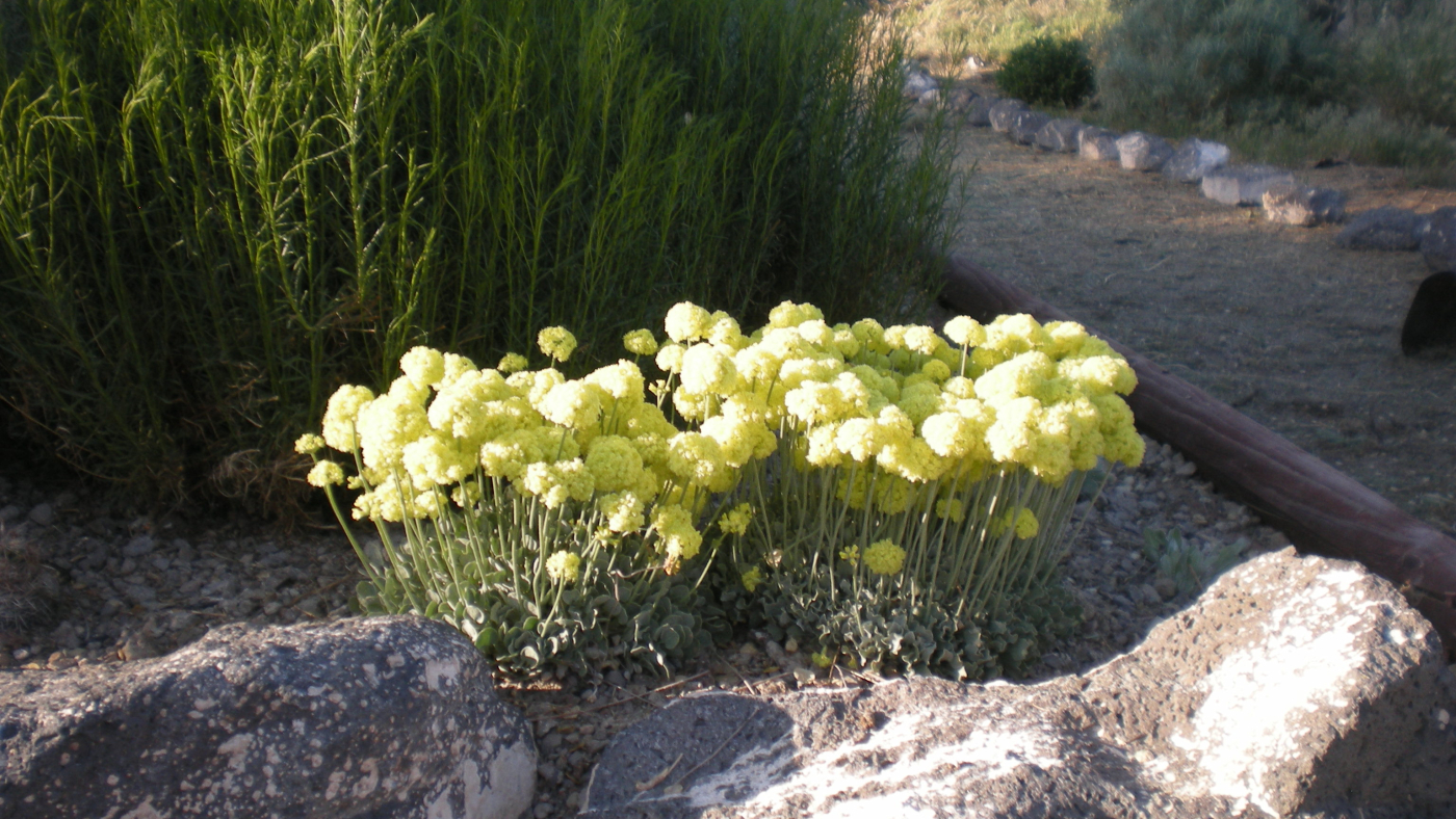 Eriogonum ovalifolium