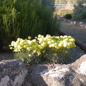 Eriogonum ovalifolium