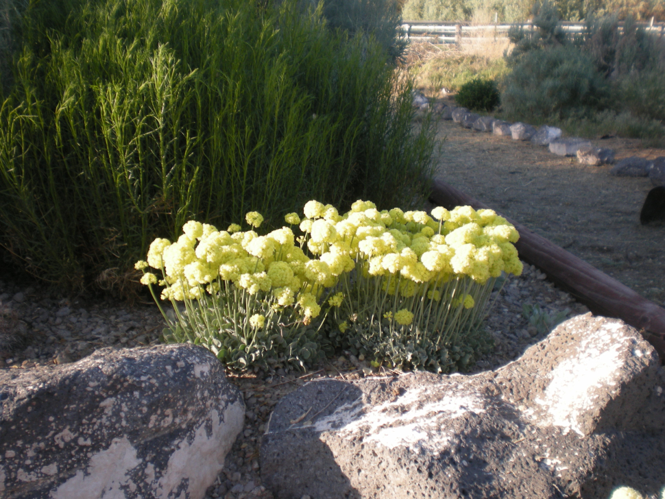 Eriogonum ovalifolium