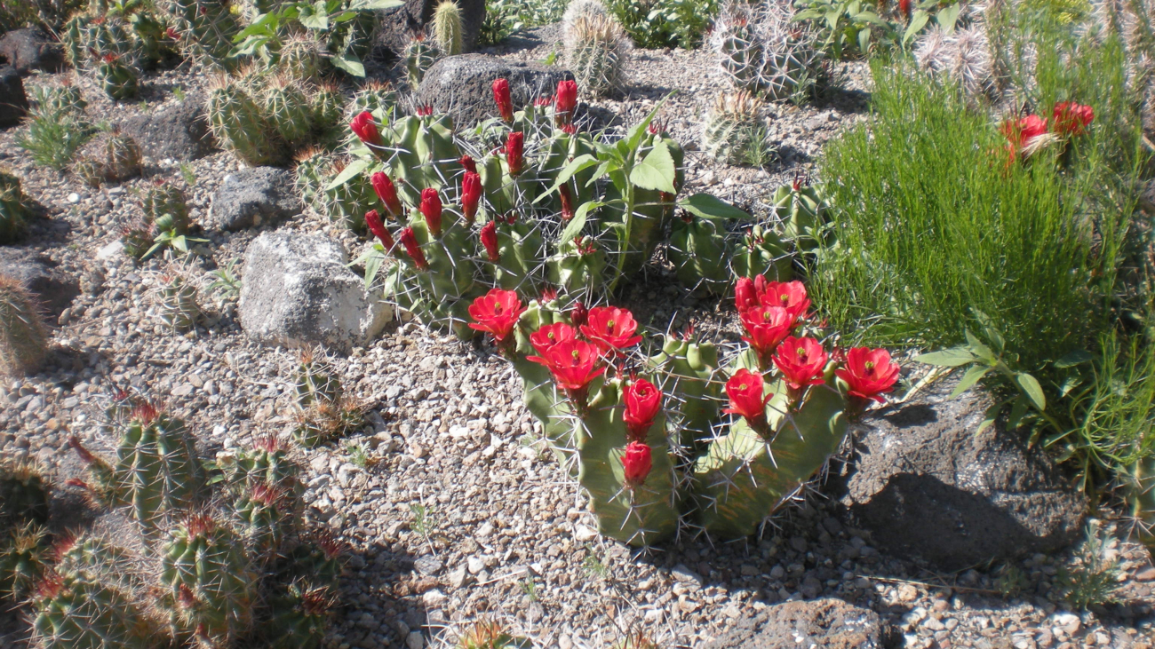 Echinocereus triglochidiatus 263