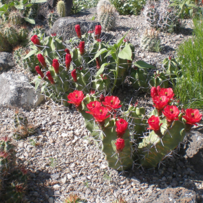 Echinocereus triglochidiatus 263
