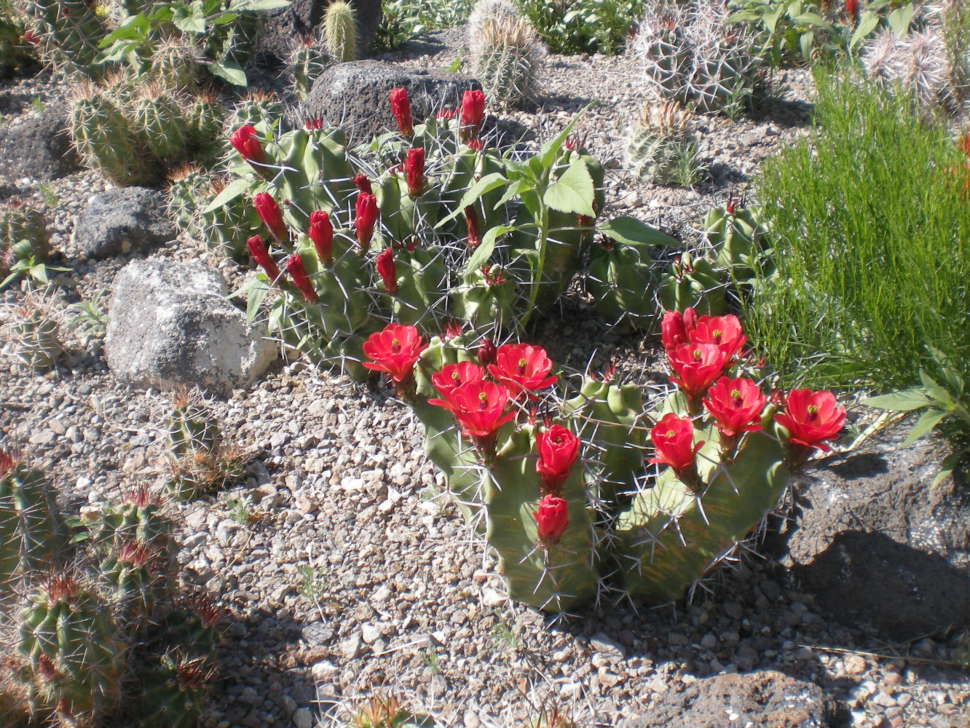 Echinocereus triglochidiatus 263